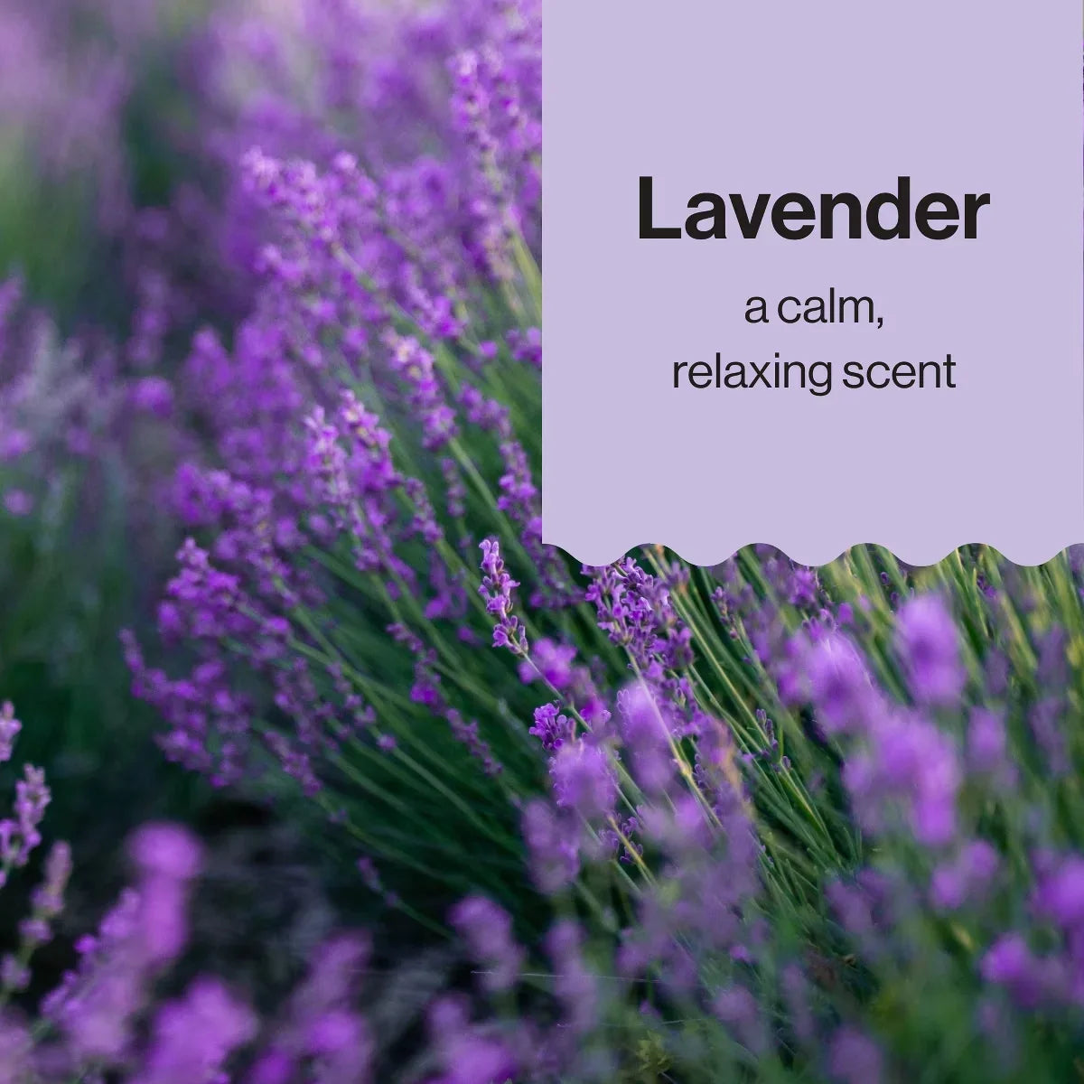 The Honest Company Calm Shampoo + Body Wash - Lavender